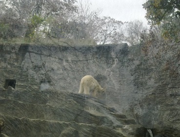 lední medvěd.jpg