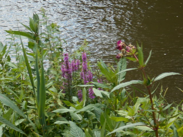 DSCN2008.JPG